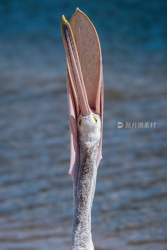 澳大利亚鹈鹕(Pelecanus anisoillatus)